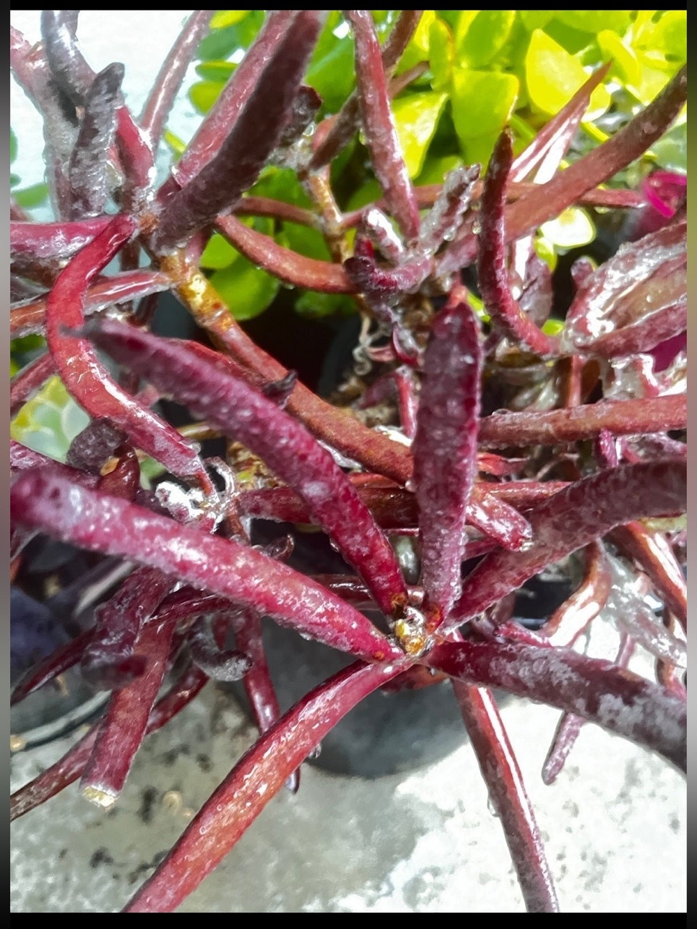 Beautiful burgundy pencil like succulent plant cuttings